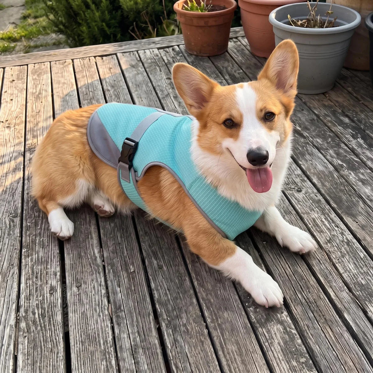Hund entspannt mit SeeLöwe Kühlweste